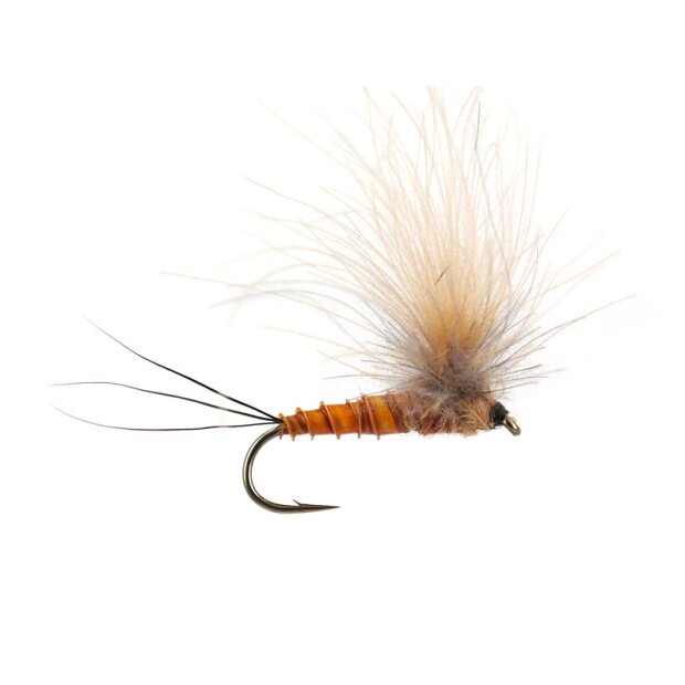 CDC Full Parachute (H. Modesta) - Brown Yellowish 12