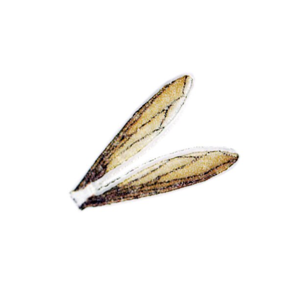 X-TRUE TERRESTRIAL WINGS hotfly - 10 pc. - S (11 mm) - beige