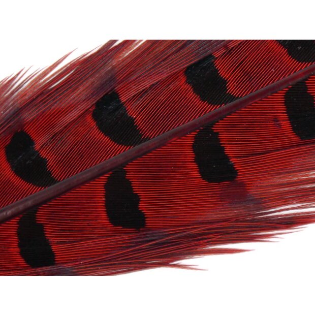 PHEASANT TAIL FEATHER 1° CLASS hotfly - 1 pc. - ca. 50 cm - red