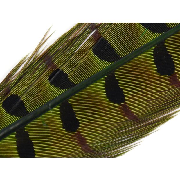 PHEASANT TAIL FEATHER 1° CLASS hotfly - 1 pc. - ca. 50 cm - olive