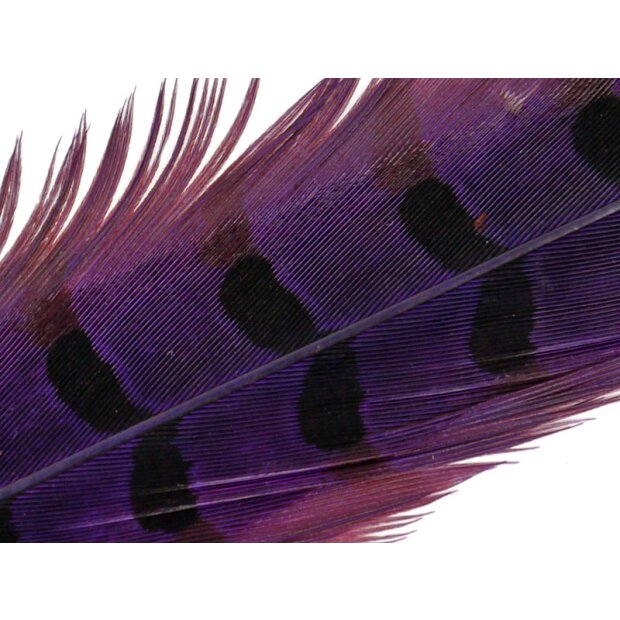 PLUMA DE COLA DE FAISAN 1° CALIDAD hotfly - 1 pcas. - ca. 50 cm - purple