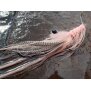 MW Pattegrisen Intruder Shrimp Pink 6