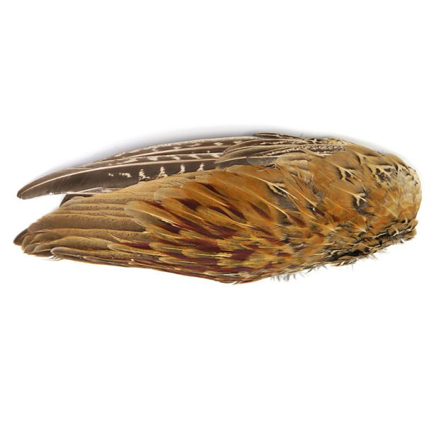 RINGNECK PHEASANT COCK WING hotfly - right