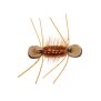 Tonis Bright Brown Superb Chernobyl Ant
