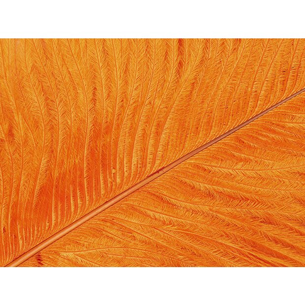 PLUME DAUTRUCHE (OSTRICH HERL) V2 hotfly - 1 pcs. - 25/30 cm - orange fluo