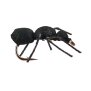 Black Ant 14