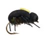 Peacock Beetle 12